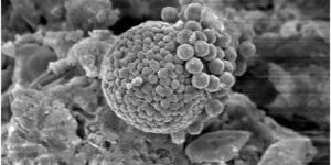 scale 5um biogenic fe oxides